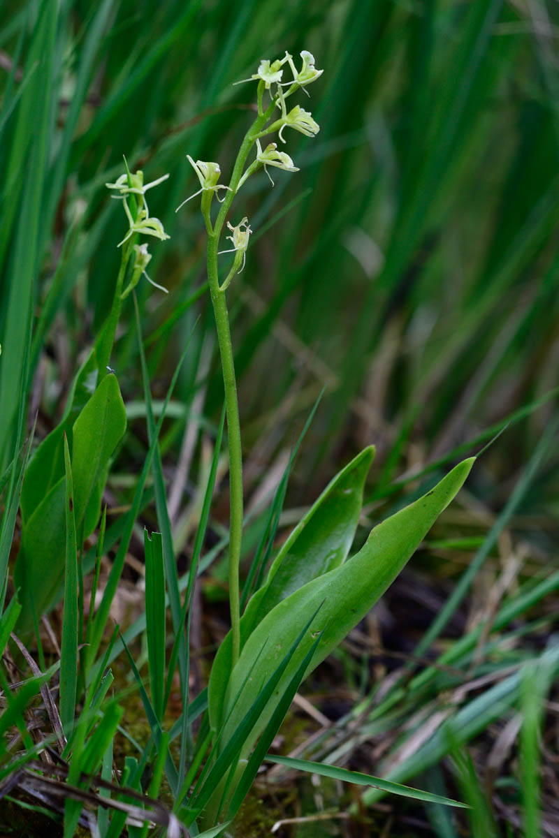 Liparis loeselii
